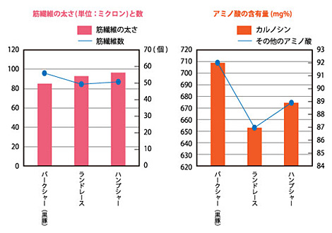 筋繊維の太さと数、アミノ酸の含有量